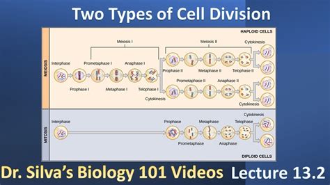 Lecture 132 Two Types Of Cell Division Biol 101 Youtube