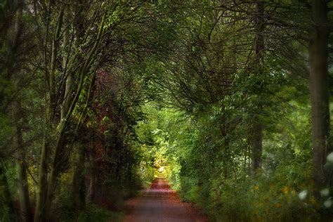 Enchanted Forest Road Near Cologne Germany