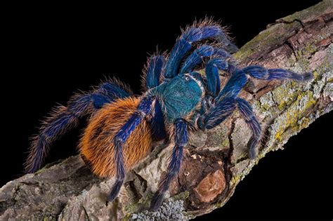 Get the best deal for blue bottles from the largest online selection at ebay.com. z OUT OF STOCK - Chromatopelma cyaneopubescens - GREEN ...