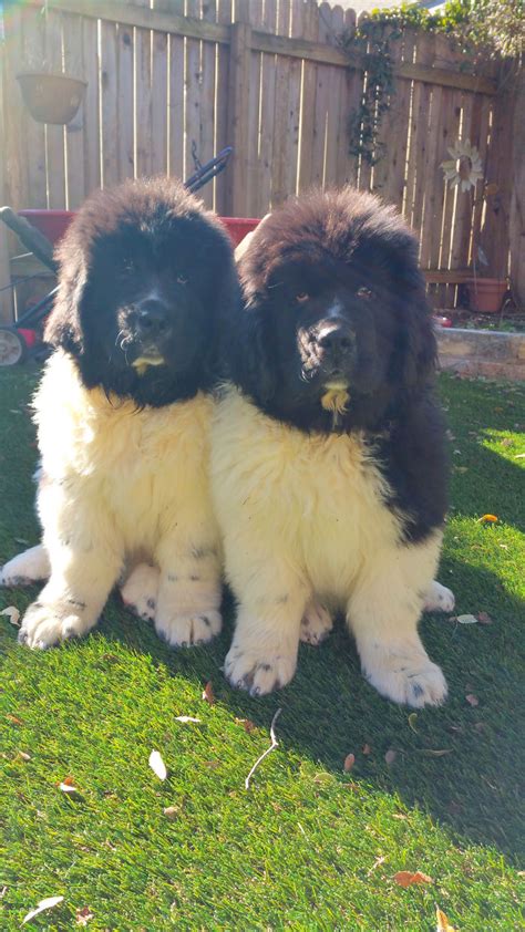 18 Funny Photos That Show Just How Enormous Newfoundland Dogs Can Be