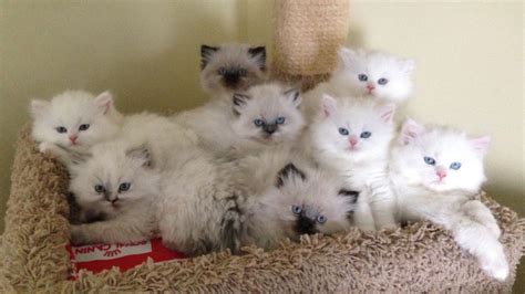 Himalayan kittens have lovely, gentle, affectionate personalities. Valley Himalayans-Adoption--Himalayan Kittens for sale ...