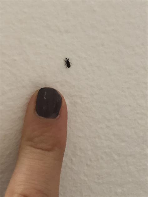 Luxury 60 Of Tiny Black Beetles In My House Poemasparaileana
