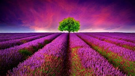 Wallpaper Id 882640 Flowers Lavender Sunset Purple Lavender