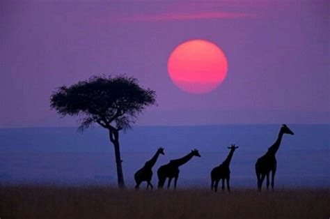 Safari Sunsetsunrise Purple Sunset African Sunset Nature