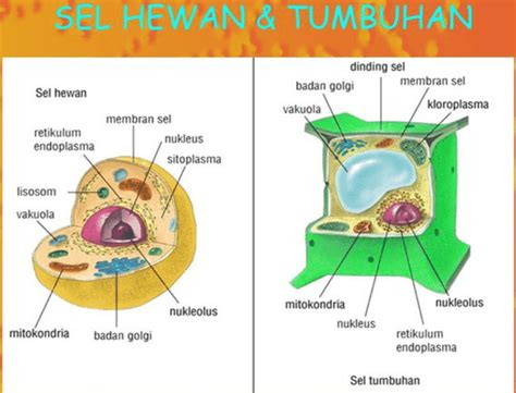 Untuk mempertahankan keutuhan selnya, sel hewan memiliki modifikasi berupa sitoskeleton dan matriks ekstraselular yang berfungsi seperti dinding sel bagi sel hewan. NATURAL SCIENCE EDU: KOMPONEN DAN INTERAKSI DALAM EKOSISTEM