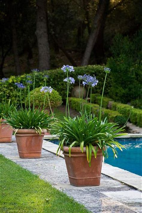 WildnessGrowings: poolside agapanthus Do you simply want to shield your home from the road noise?