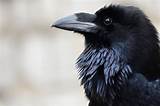 types-of-black-birds-commonly-found-in-america