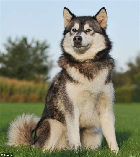 17 Best Images About The Alaskan Malamutes On Pinterest Chow Chow