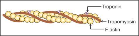 Actin Filament Structure