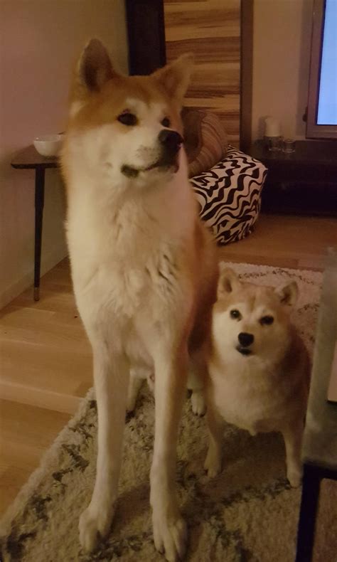 18 Cute Shiba Inu And Akita Inu Photo 8k Bleumoonproductions