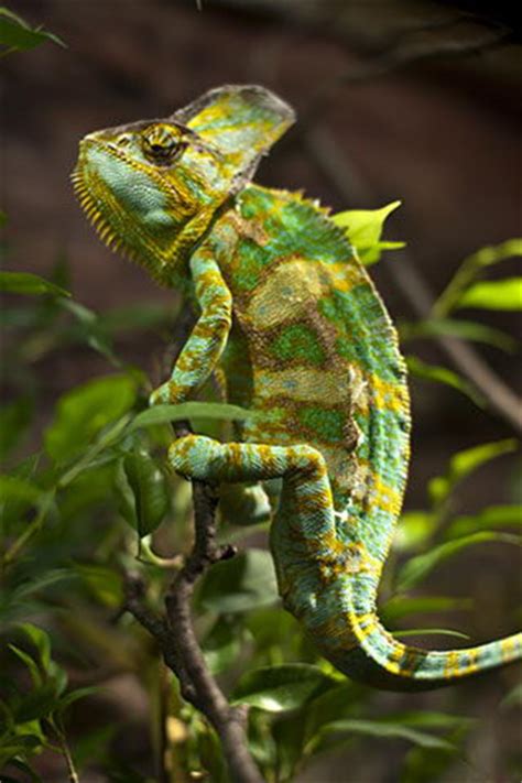 This map lists all 103 levels, describing all links via flags and teleporters. Chameleon Facts For Kids | Chameleon Habitat & Diet