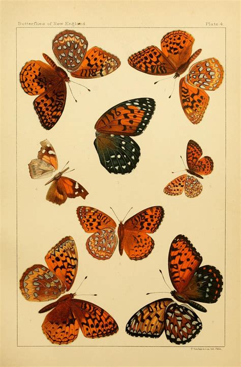 N216w1150 Vintage Art Prints Butterfly Art Butterfly Painting