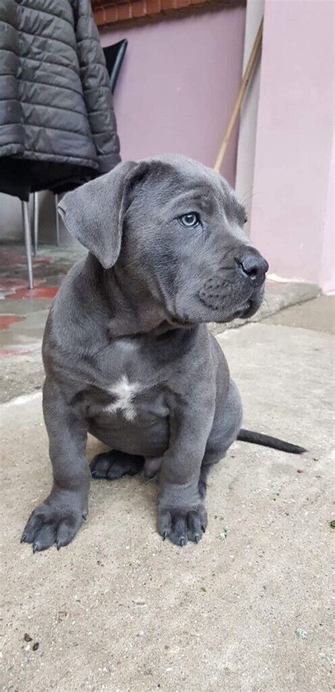 Cane Corso Puppy In Waltham Abbey Essex Gumtree