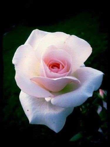 Imágenes De Rosas Las Más Hermosas Flores