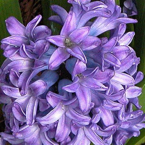 6 Easy To Grow Bulbs For Beautiful Spring Flowers Hyacinth Flowers