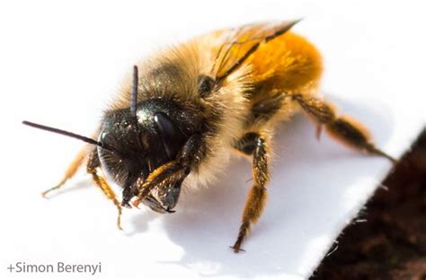 Pest Control Bristol | Bee pest control, Pest control, Pest problem