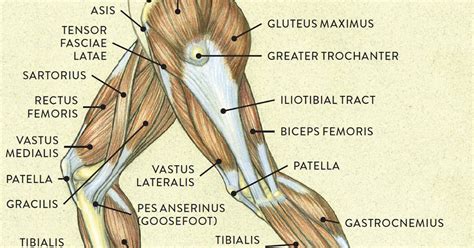 Diagram Of Upper Leg Muscles And Tendons Leg And Knee Anatomy Bones