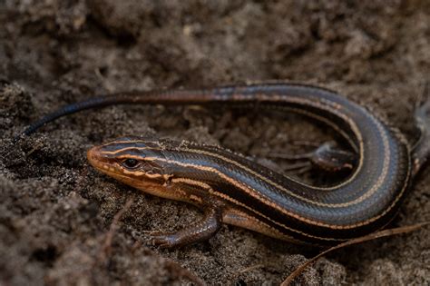 Common Five Lined Skink South Carolina Partners In Amphibian And