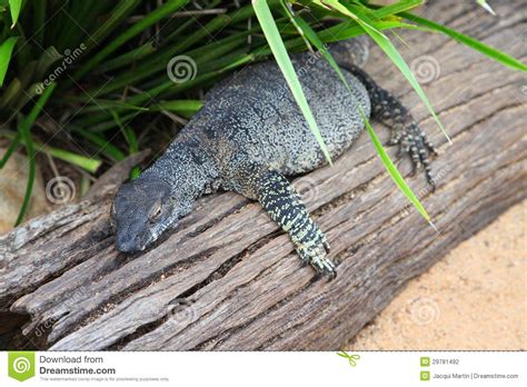 Lace Monitor Stock Photo Image Of Blooded Look Claws 29781492