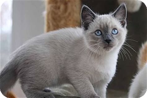 A person interested in rescuing one of these cats needs to be patient and understanding. Gainesville, VA - Siamese. Meet Siamese kittens a Pet for ...