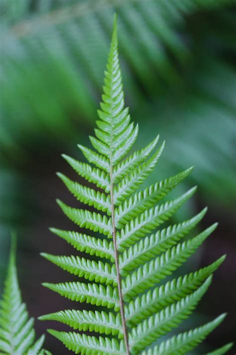 Photo Of Green Fern Leaves · Free Stock Photo