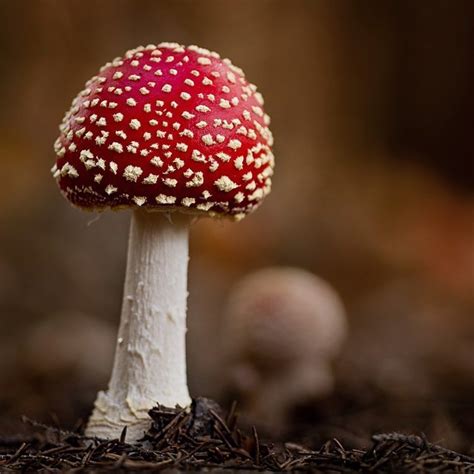 46 Magical Wild Mushrooms You Wont Believe Are Real Stuffed