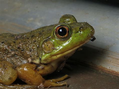 Bullfrog Lithobates Catesbeianus Dan Weeks Flickr