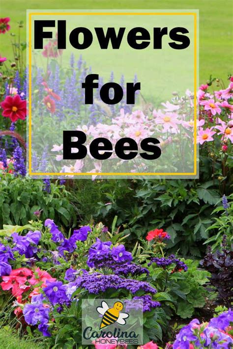 Choose some drought tolerant flowers. Planting the Best Flowers for Honey Bees | Bee garden ...