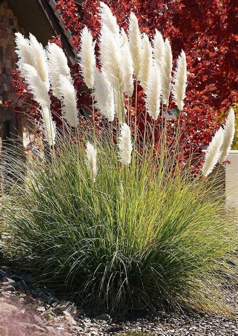 40 Best Ornamental Grasses For Containers 4 Grasses Landscaping