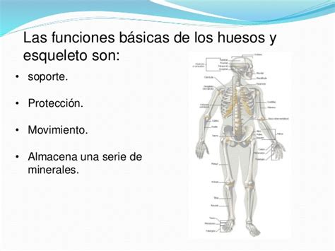 Cuadros Sinópticos Del Esqueleto Humano Y Sus Funciones Imágenes