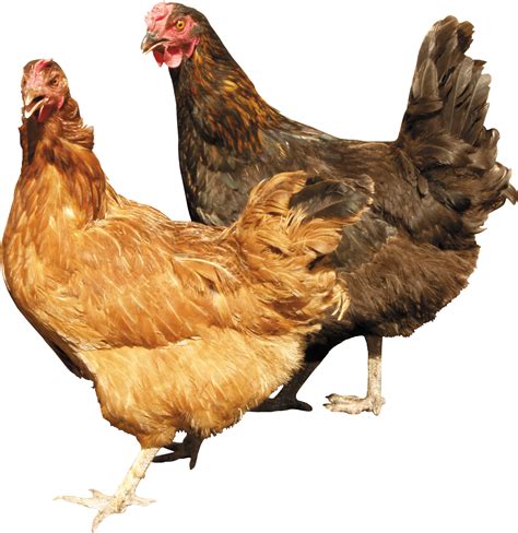 We did not find results for: Chicken PNG image