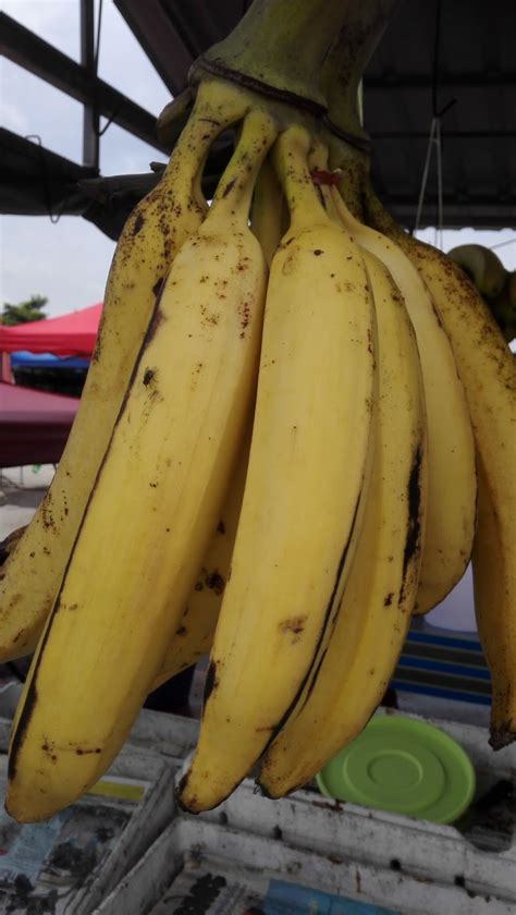 Twilight Zone Worlds Biggest Bananas