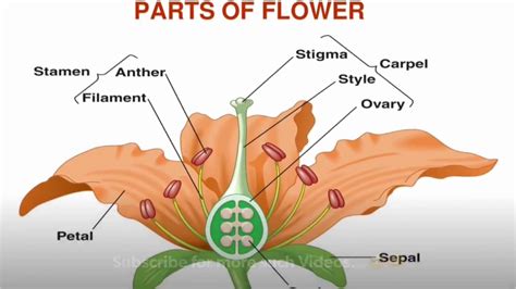 Sexual Reproduction In Flowering Plants Important Questions Pdf Youtube