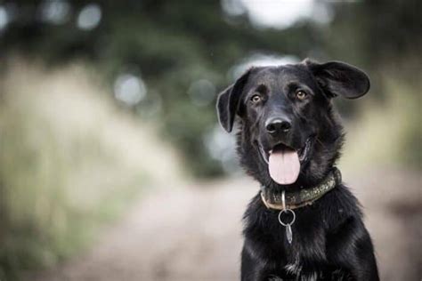 Black Lab Border Collie Mix What To Expect From A Borador Puppy In