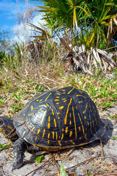 Yellow Box Turtle