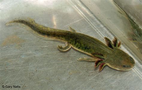 California Tiger Salamander Ambystoma Californiense