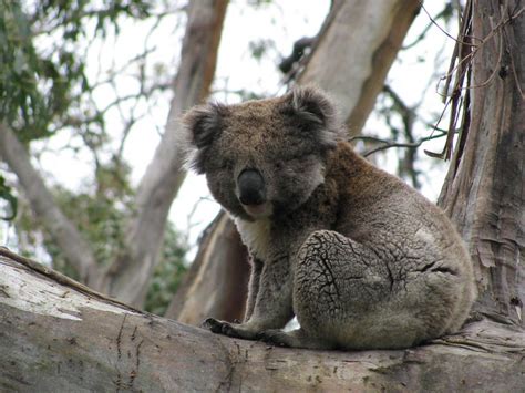 Old Brown Koala Flickr Photo Sharing