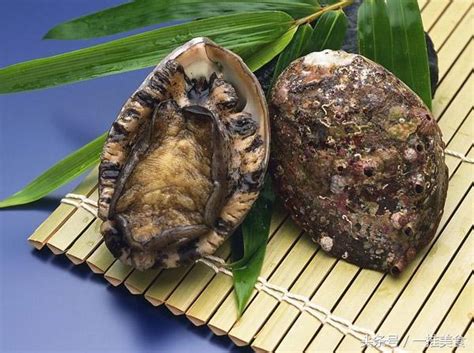 鮑魚大百科——教你認識世界各地的鮑魚 - 每日頭條