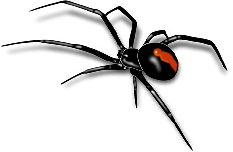 Spider Design Black Widow Clipart Best