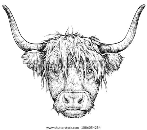 12 Drawing Highland Cow Kingsleydanish