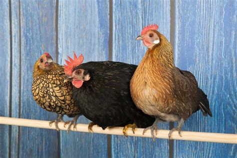 sebright chicken breed complete care guide 2024