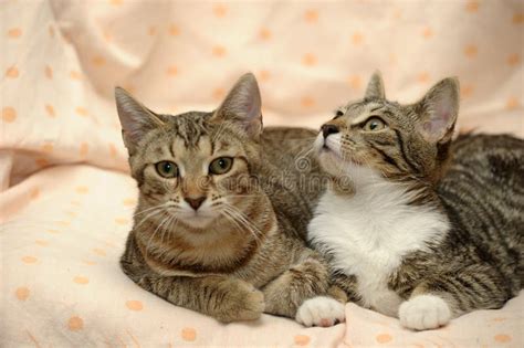 Two Cats Love Each Other Stock Photo Image Of Friendship 120148574