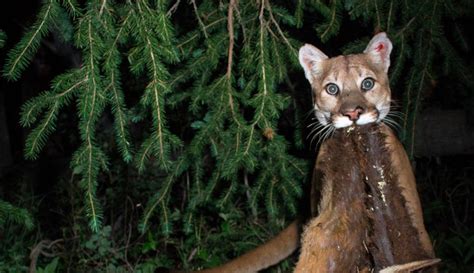 Mountain Lions Are Apex Predators And They May Be ‘apex Gardeners Too