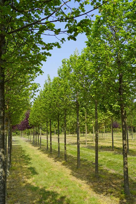 Tilia Cordata Greenspire Winterlinde Greenspire Kleinbladige Linde