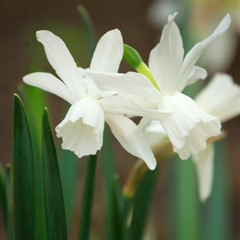 Thalia Miniature Daffodil Narcissus Woodland Bulbs