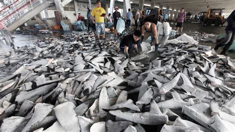 With Fins Off Many Menus A Glimmer Of Hope For Sharks China Dialogue