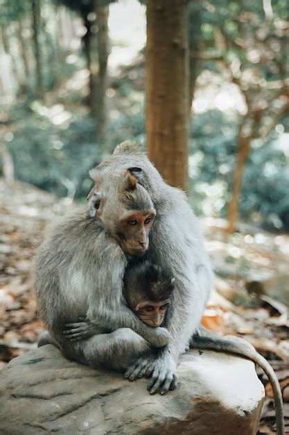 Premium Photo A Mother And Baby Monkey Hug Each Other In A Forest