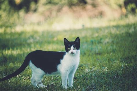 Cat Felino Gato Foto Gratis En Pixabay