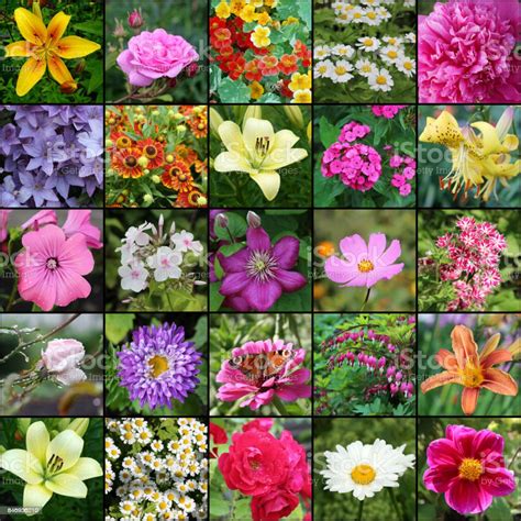 Collage De Fotos Con Flores Plantas Floreciendo En El Jardín Foto De
