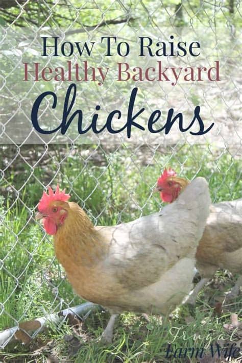 A brooder is nothing more than a temporary home to keep the simple fact is you don't need a rooster to have your hens lay eggs. How To Raise Healthy Chickens In Your Backyard | The ...